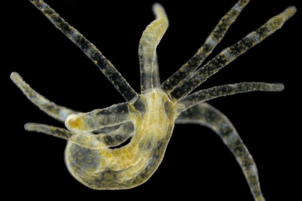 Не могу зайти на сайт кракен